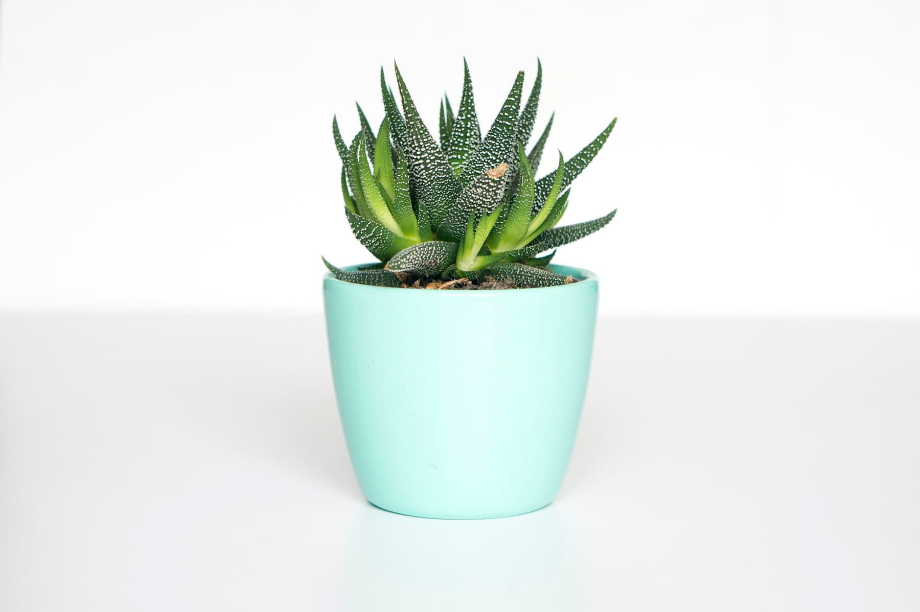 Haworthia in ceramic planter